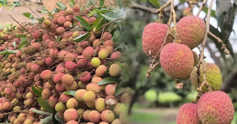 সুনামগঞ্জে লিচুর ভালো ফলন